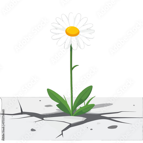 Resilient White Daisy Blooming Through Cracked Concrete Surface Symbolizing Hope and Perseverance Against Over White Background in Bright Day