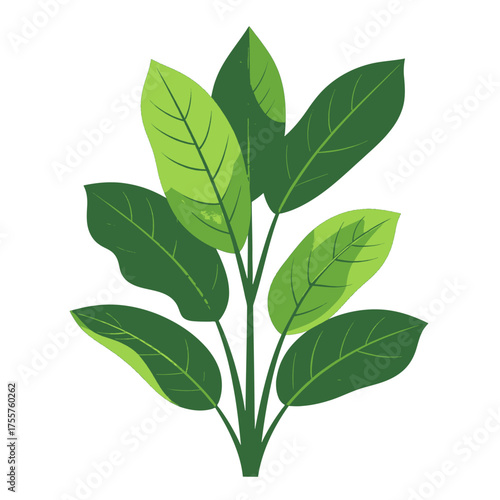 Illustration of Green Plant with Broad Leaves on White Background