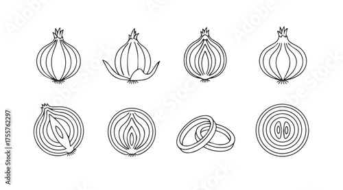 Set of hand drawn onion illustrations whole halved and sliced for culinary and artistic uses vector