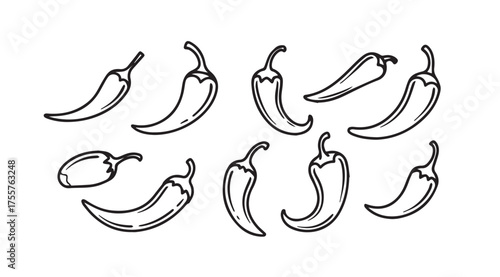 Hand drawn chili peppers collection spicy food ingredient organic natural fresh vegetables artwork vector