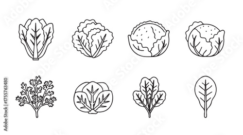 Collection of hand drawn leafy green vegetables and herbs offering freshness and healthy eating options vector