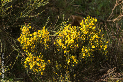 Bush with dense branches with yellow flowers. Its fruit is a legume. Cushiony appearance to defend itself from the cold and the strong winds of the heights. Beautiful flowering that make the Spanish 