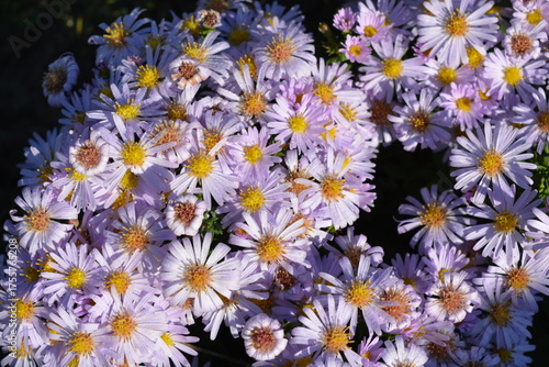 Low-growing September, Asters, New York Aster, Symphyotrichum Novi-Belgii bushes with tiny dewdrops and small green leaves illuminated by the morning sun.