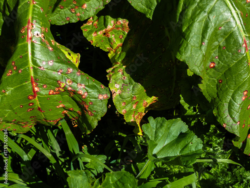 Plum pox virus. Large, very green leaves with spots.