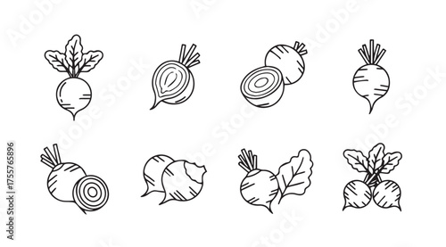 Artistic sketch collection of fresh beets with leaves various poses and slices for healthy food design vector