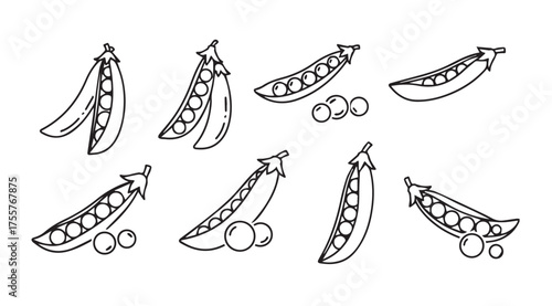Hand drawn pea pods with peas collection fresh organic vegetables sketch style vector