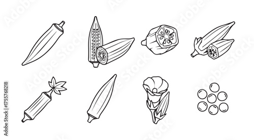 Hand drawn okra pods and seeds organic produce line art botanical elements healthy food ingredient vector