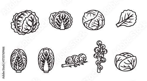Collection of diverse cabbage varieties hand drawn sketch art for healthy eating and cooking vector