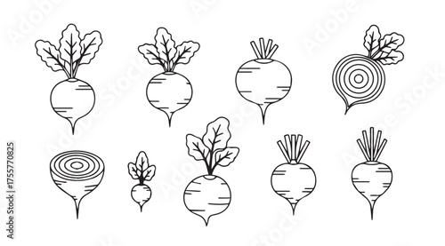Hand drawn beets collection organic root vegetables fresh garden produce botanical sketch style vector