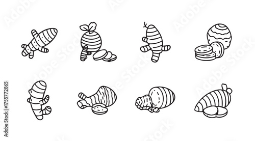 Hand drawn ginger root collection fresh organic spice for healthy cooking and wellness vector