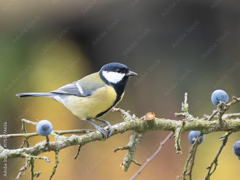 Fototapeta premium Kohlmeise, Parus major