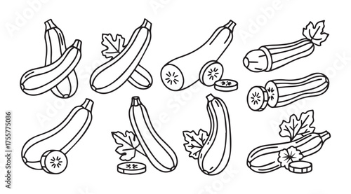 Collection of fresh zucchini illustrations various angles and styles hand drawn line art style vector