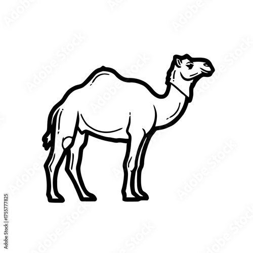 Simple black and line drawing dromedary camel standing on transparent
