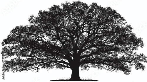 Silhouette of a large, spreading tree with dense foliage and a sturdy trunk