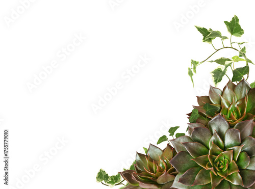 Closeup of succulent flower...