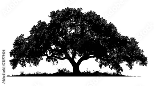 Silhouette of a large, sprawling tree with lush foliage against a white background