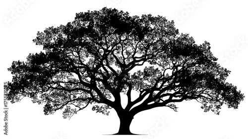 Dense black silhouette of a sprawling, ancient tree with a wide canopy