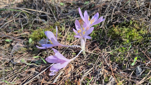 Colchicum phyllypodium is commonly known as a type of autumn crocus or meadow saffron