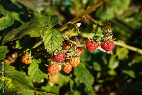 Ripe raspberries in the garden. Red, large, sweet berries growing on a raspberry bush in the garden. Organic farming, gardening, and healthy eating.