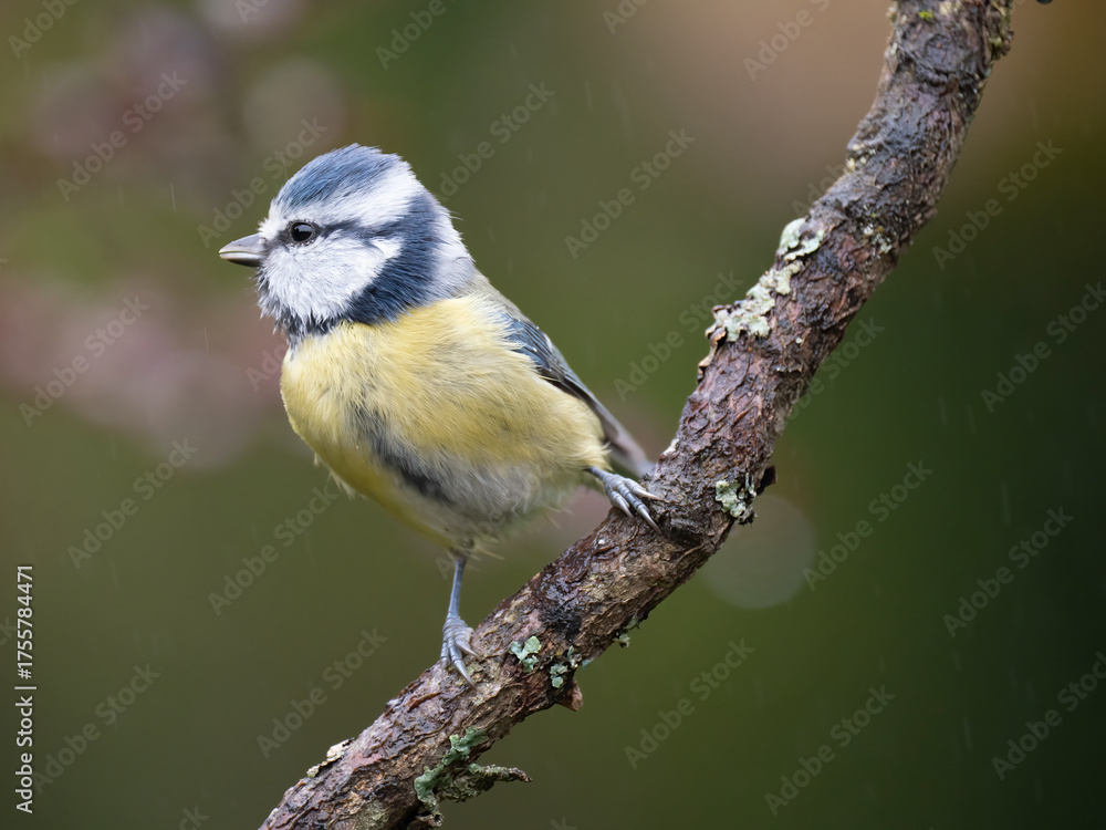 Fototapeta premium Blaumeise, Cyanistes caeruleus