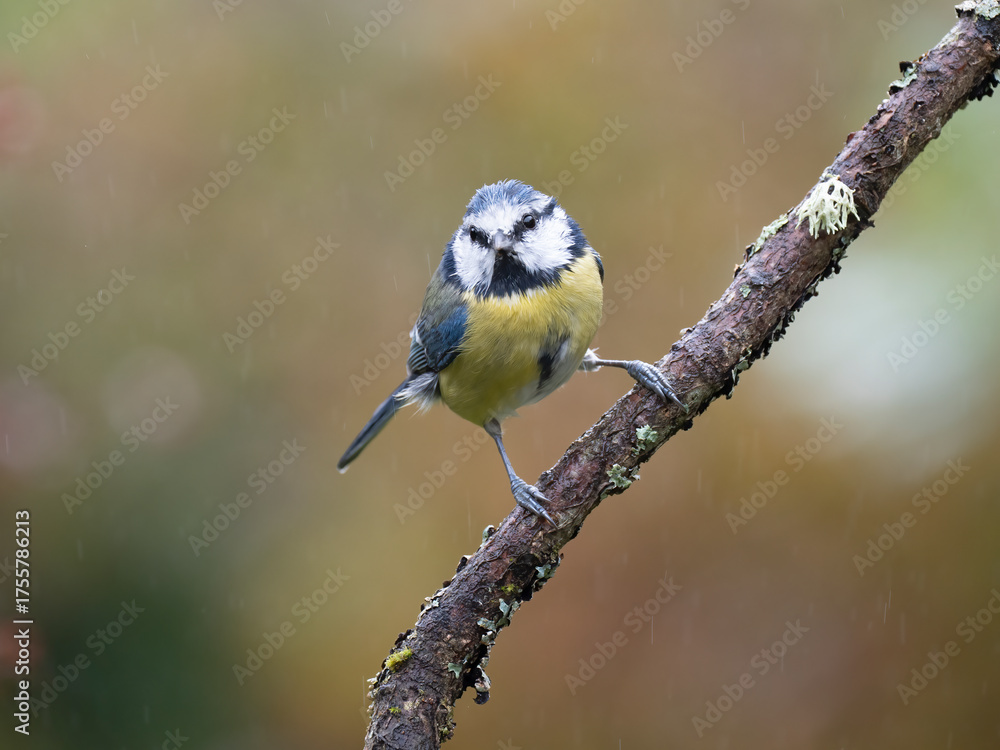 Obraz premium Blaumeise, Cyanistes caeruleus