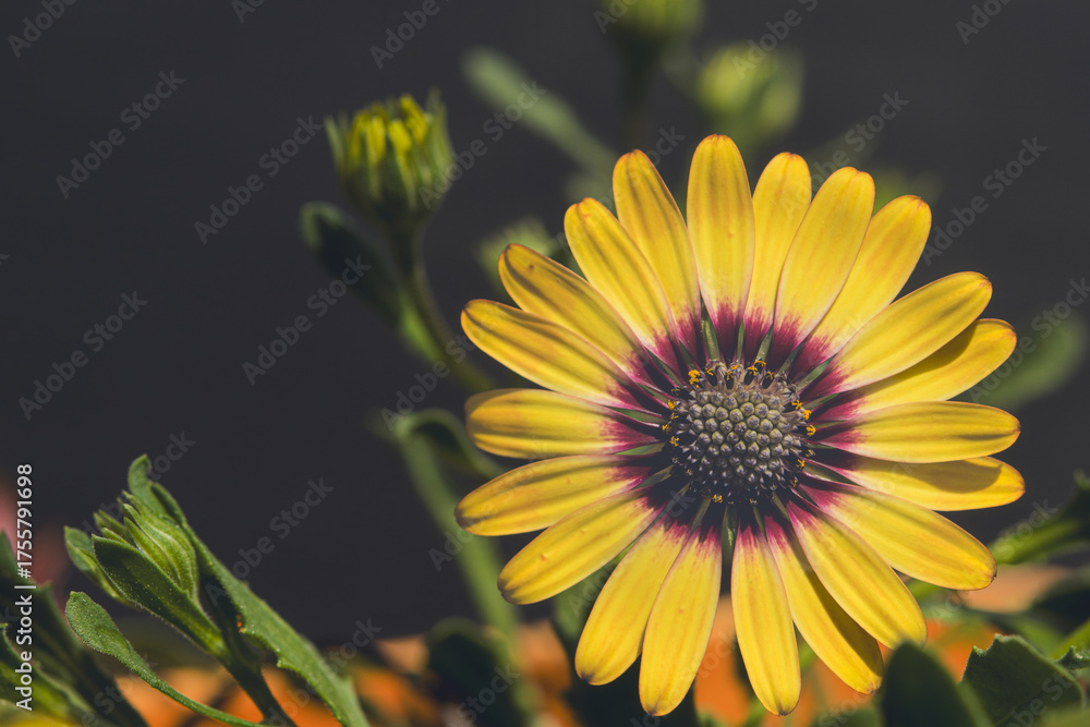 Obraz premium A beautiful yellow African Daisy with several buds of future flowers. It is edited in a romantic and grayish way. The flower is on the left side leaving space for copy space.