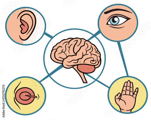 Five senses illustration, representing perception