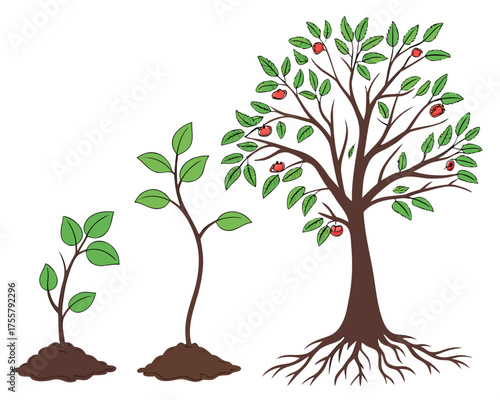 Illustration of a tree growing from seedling to maturity