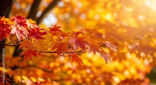 Vibrant Autumn Maple Leaves Glowing in Sunlight on Branch in Nature