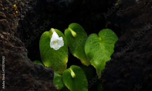 Chirita tublosa Craib is a rare plant commonly found in limestone areas.
