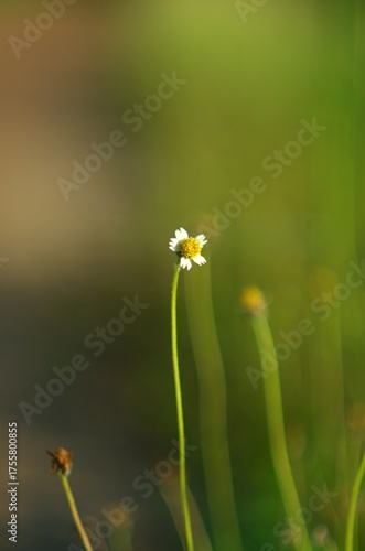 Vertical close-up of a small, white wildflower on a thin stem. Soft, blurred green and brown background (bokeh) highlights its delicate beauty and simplicity.