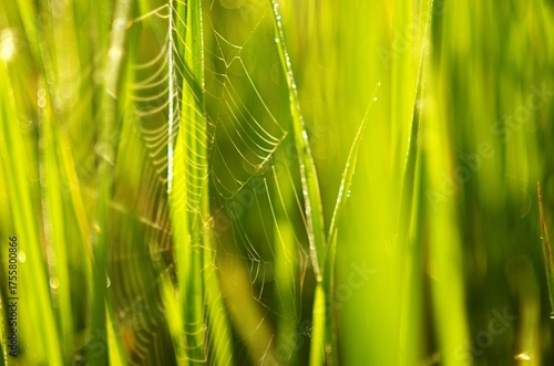 Extreme close-up of a spiderweb on lush green grass/rice blades, sparkling with dew in warm, bright sunlight. Intense natural texture.