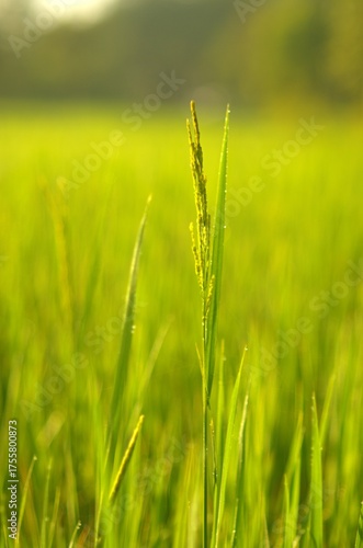Close-up of a ripening rice stalk in a vibrant green paddy field. Soft golden morning light creates a warm bokeh. Fresh, peaceful nature view.
