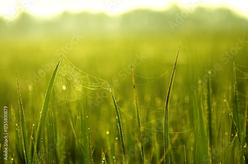 Vibrant green grass with dew-laden spiderweb. Warm morning sun creates golden backlighting and bokeh. Peaceful, fresh nature close-up