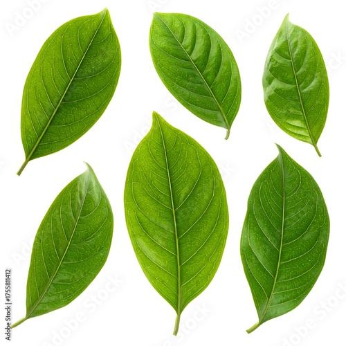 Several vibrant green leaves of varying shapes are isolated against a white background
