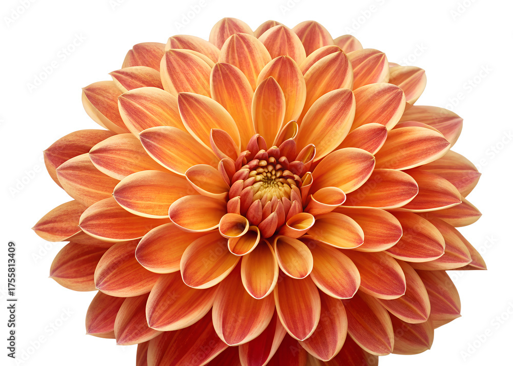 Fototapeta premium Vibrant Orange Dahlia Flower Spherical Bloom with Layered Petals Close-Up Illustration