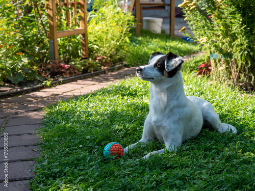 Canine training. Dog activity on grass with ball, copy space. Puppy pet play outdoor. Happy dog playing with pet toy. Playful happy pet dog playing. Puppy training banner. Dog adoption