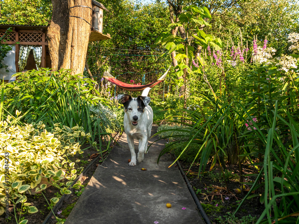 Fototapeta premium Dog activity in countryside. Puppy pet play outdoor. Happy dog playing pet running. Playful happy pet dog playing. Puppy training concept. Dog adoption. Canine training