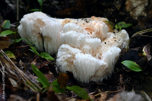 秋のキノコ、ヤマブシタケ