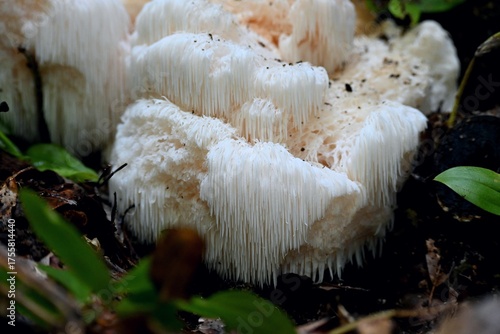 秋のキノコ、ヤマブシタケ