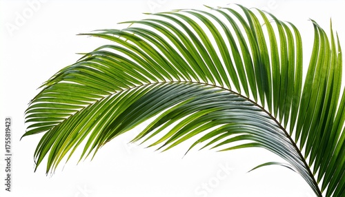 Tropical Green Palm Leaf On Transparent Background Png File