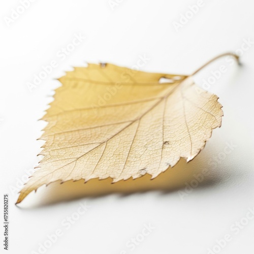 Close Up of a Golden Birch Leaf with Visible Veins on a White Surface in Soft Lighting