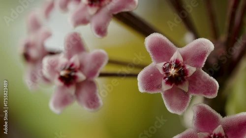 Hoya carnosa or porcelain flower