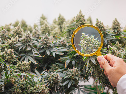 Canvastavla Scientist inspecting cannabis plant with magnifying glass.