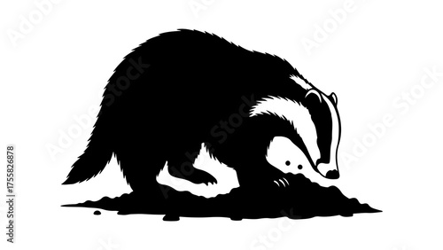 Badger foraging in dirt with transparent background