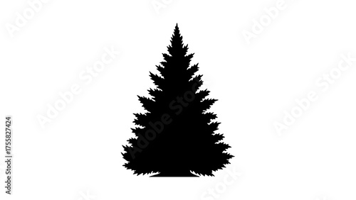 Evergreen tree silhouette with transparent background