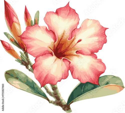 Watercolor vector illustrations of an adenium flower