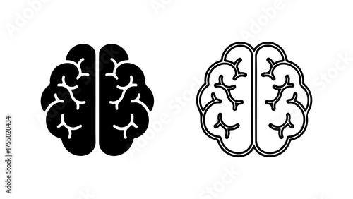 Brain anatomy outline with transparent background