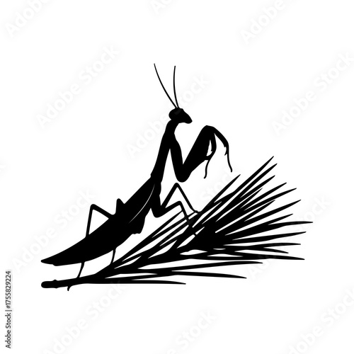 Praying mantis on grass with transparent background