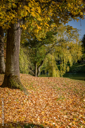 Lovely park with autumn colors